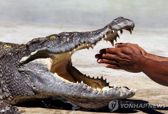 악어 [EPA=연합뉴스 자료사진]